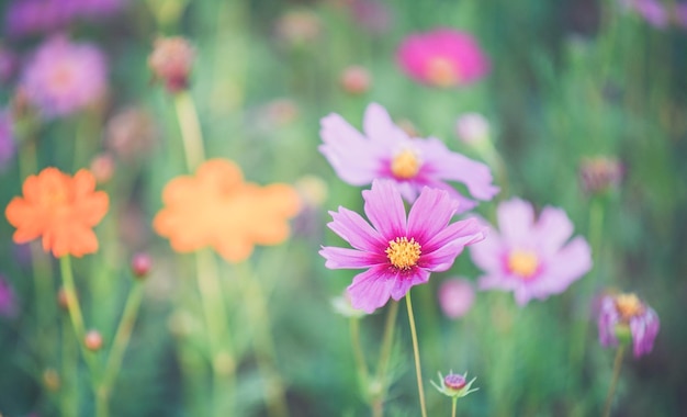 Close-up of flowers growing on field