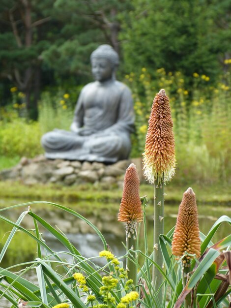 Photo close-up of flowers growing in field