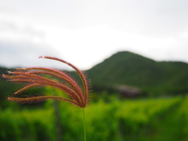 Close-up of flowers growing in field