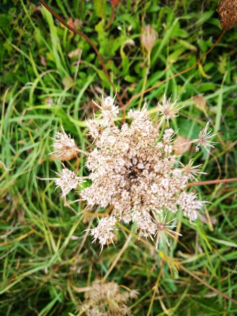 Close-up of flowers growing in field