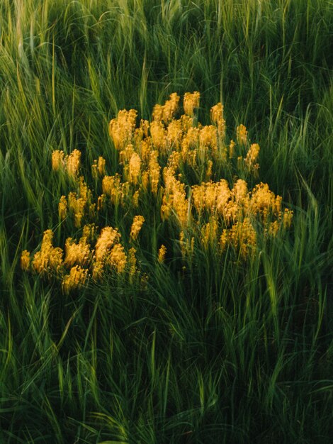 Foto close-up di fiori che crescono sul campo