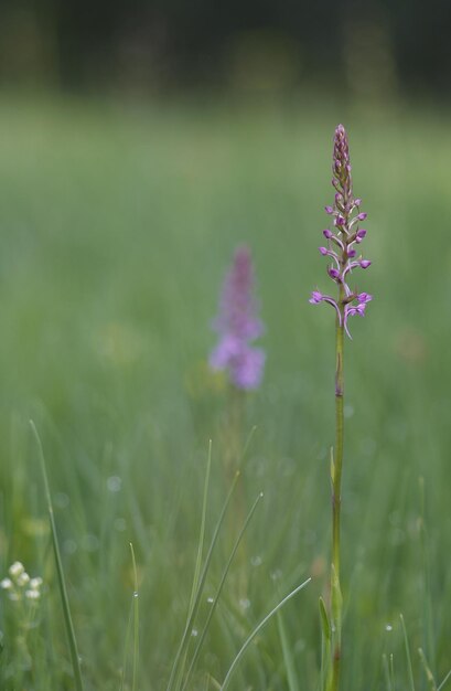 Close-up of flowers growing in field