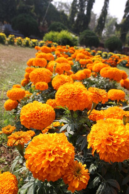 Close-up of flowers growing in field