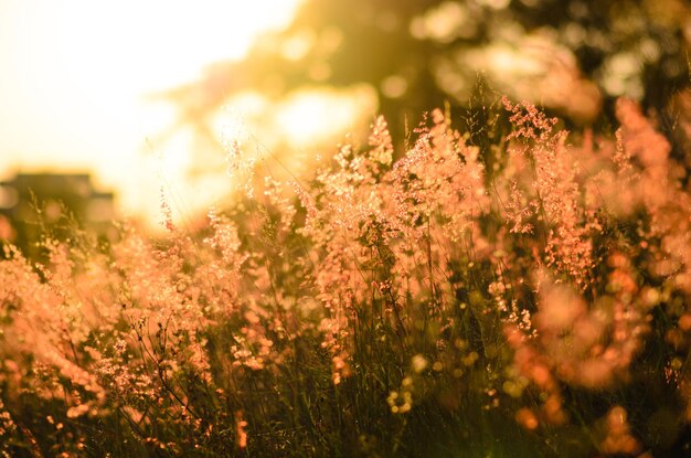 Close-up of flowers growing in field