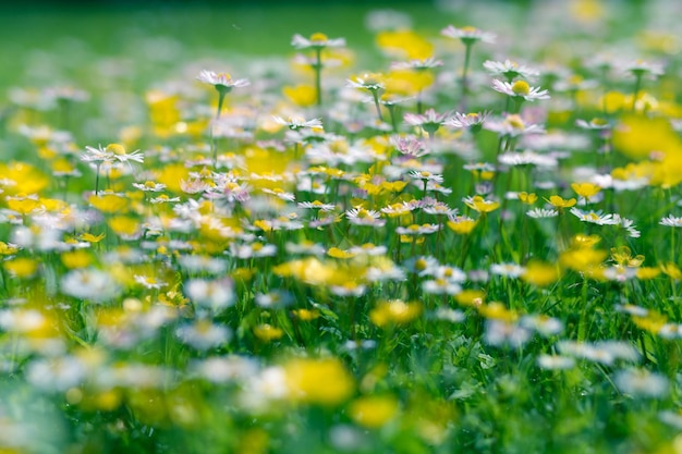 Photo close-up of flowers growing in grass