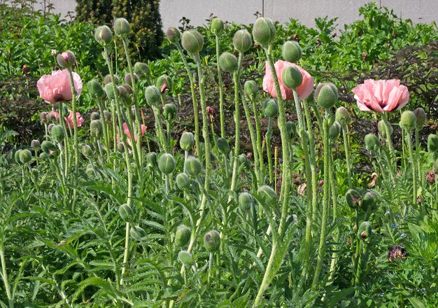 Close-up of flowers growing outdoors