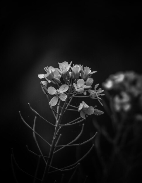 Close-up of flowers growing on plant