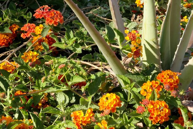 Foto close-up di fiori che crescono sulla pianta