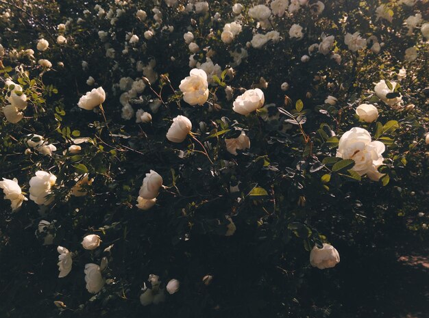 Photo close-up of flowers growing on plant