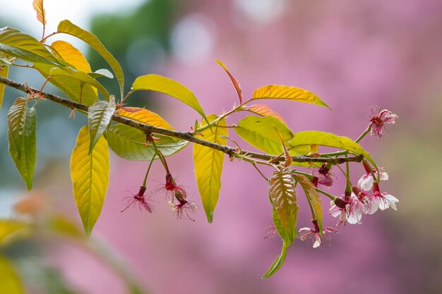 Foto close-up di fiori che crescono sulla pianta