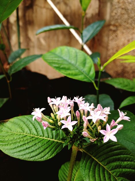 Close-up of flowers growing on plant