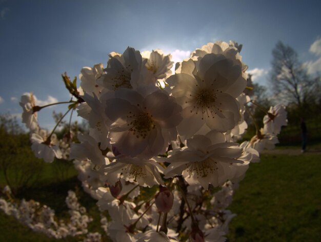 Close-up of flowers growing on tree against sky