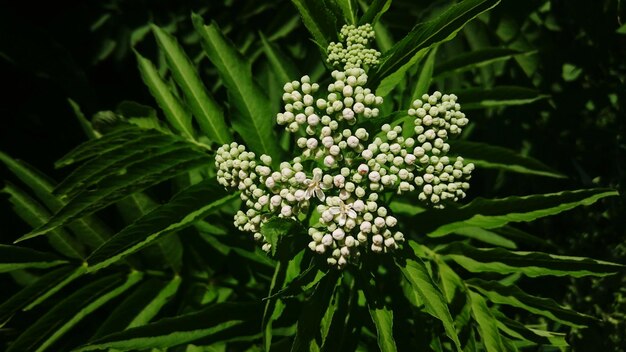 木の上で育つ花のクローズアップ