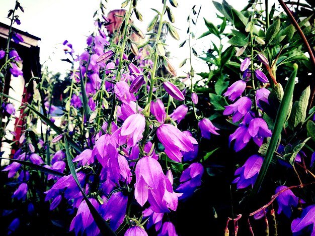 Close-up of flowers growing on tree