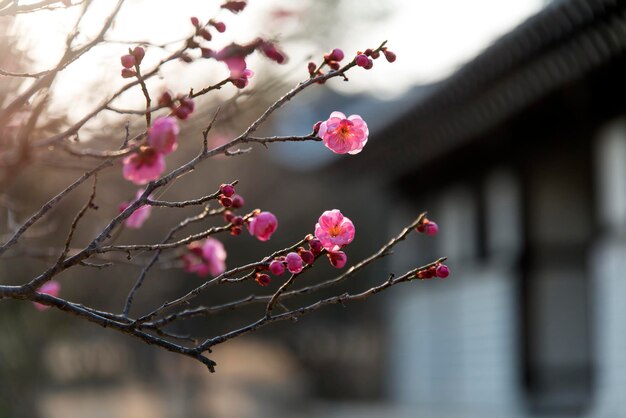 Close-up of flowers growing on tree