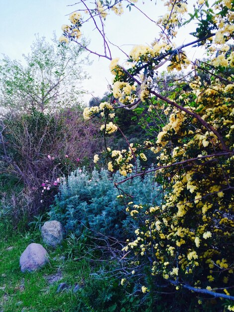 Close-up of flowers growing on tree