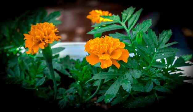 Photo close-up of flowers and leaves