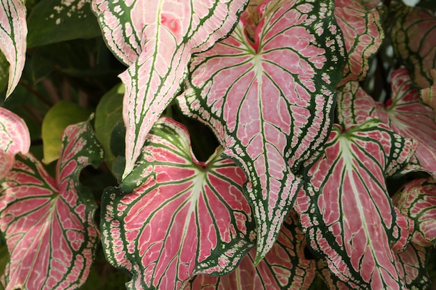 Foto close-up di fiori e foglie