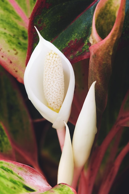 Photo close-up of flowers and leaves