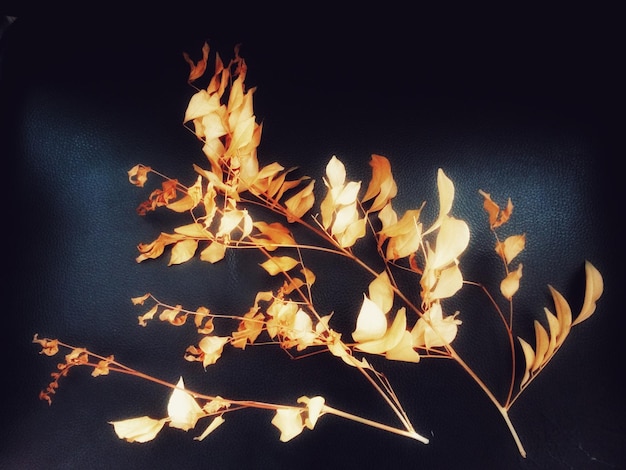 Photo close-up of flowers at night