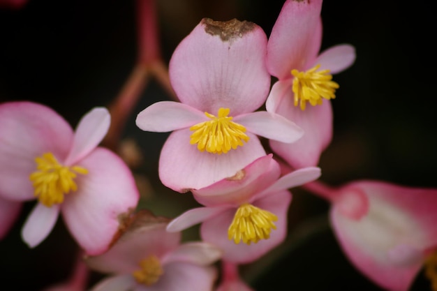 A close up of the flowers of the orchid