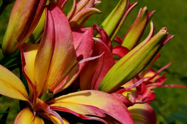 Close-up of flowers outdoors