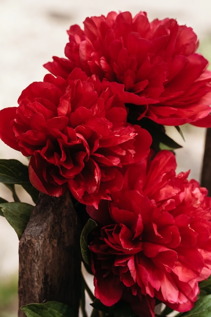 Photo close-up of flowers peonies . beautiful peony flower for catalog or online store. floral shop concept . beautiful fresh cut bouquet.