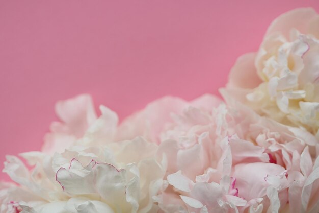 Photo close-up of flowers on pink background