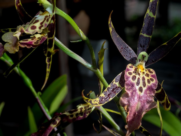 Foto prossimo piano dei fiori sulla pianta