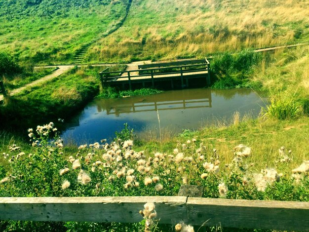 Close-up of flowers in pond