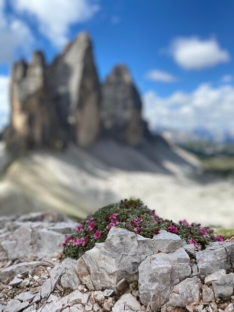 天空を背景に岩の上にある花のクローズアップ