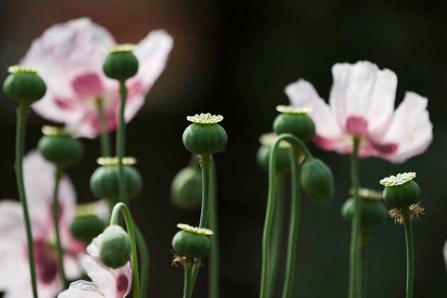 Close up of flowers and seed pod of opium poppy