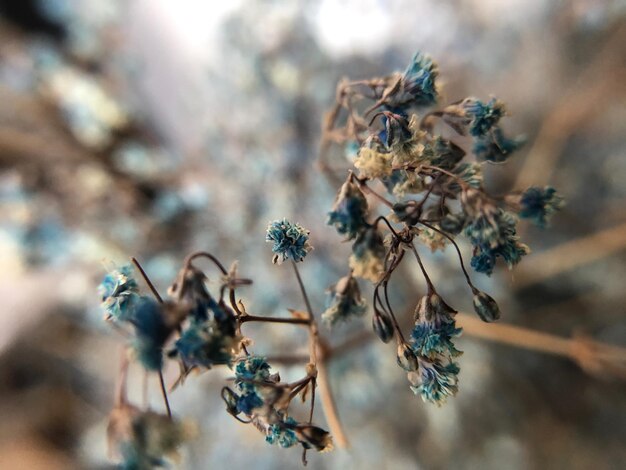 Photo close-up of flowers on tree