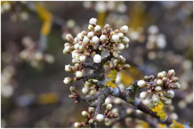 Photo close-up of flowers on tree