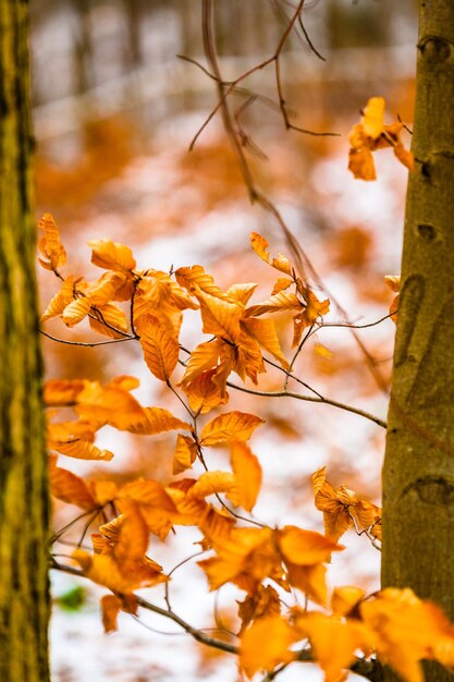 Close-up of flowers on tree