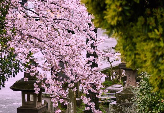 Foto prossimo piano dei fiori sull'albero