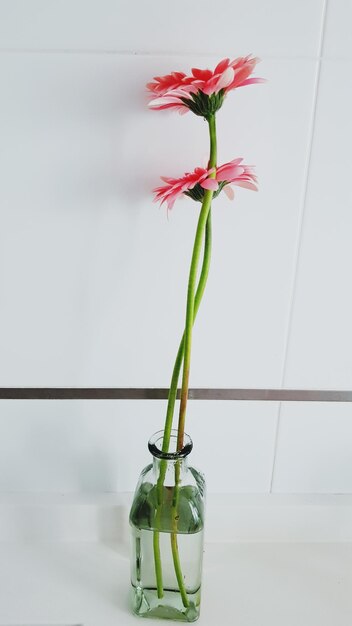 Photo close-up of flowers in vase against white background