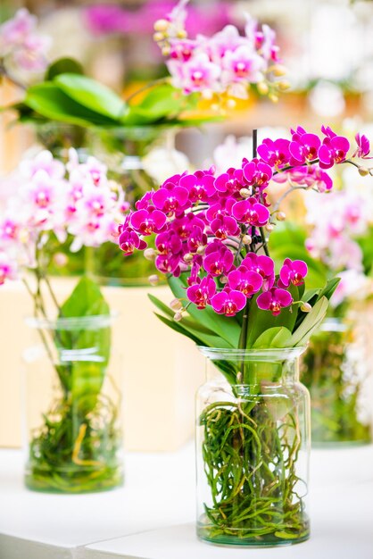 Close-up of flowers in vase