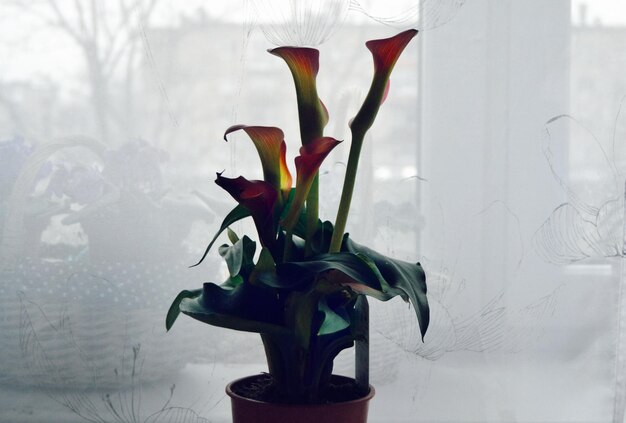 Photo close-up of flowers in vase