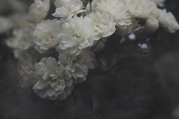 Photo close-up of flowers in water