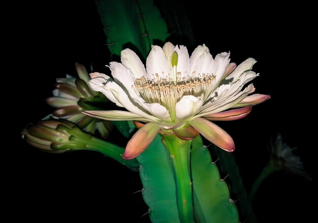 Foto close-up di fiori in acqua