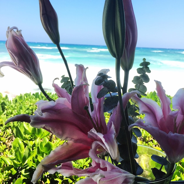 Photo close-up of flowers in water