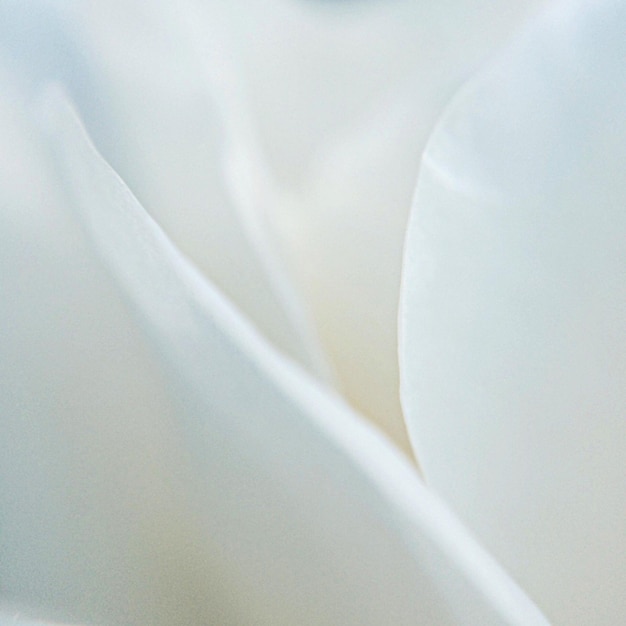 Photo close-up of flowers over white background