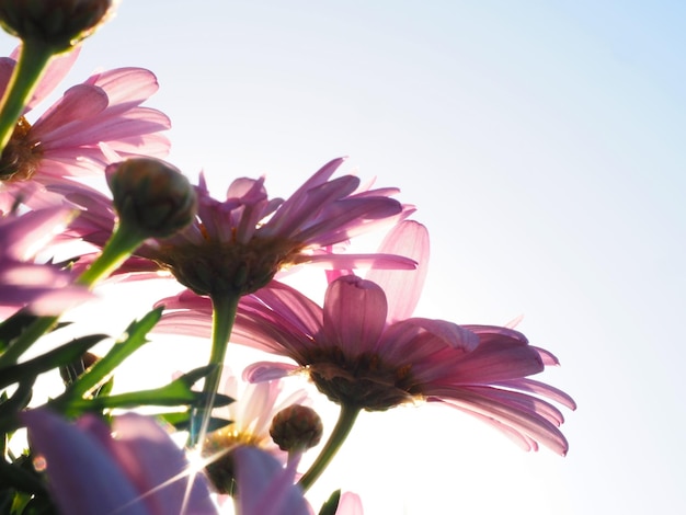 A close up of flowers with the sun shining on them