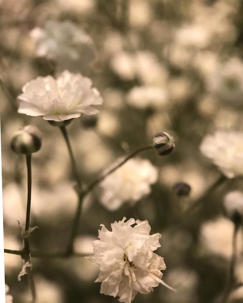 a close up of flowers with the word dandelion on the top