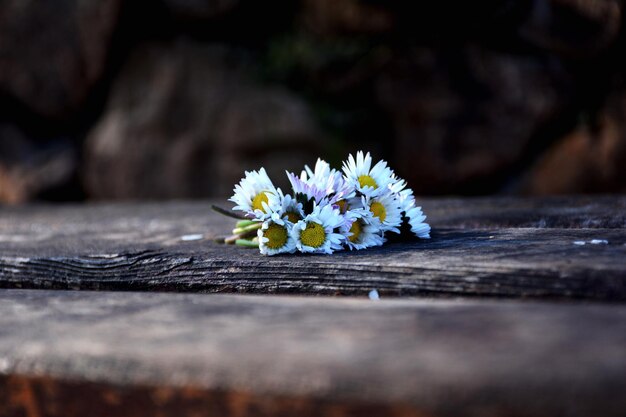 Photo close-up of flowers on wood