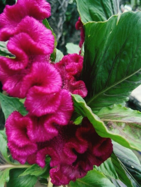 Close-up of flowers