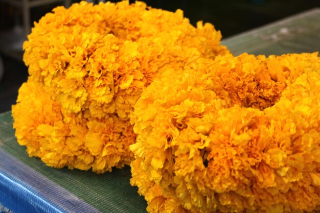 Close-up of flowers