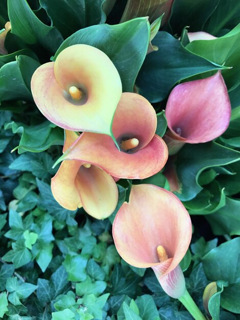 Photo close-up of flowers