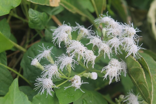 Photo close-up of flowers